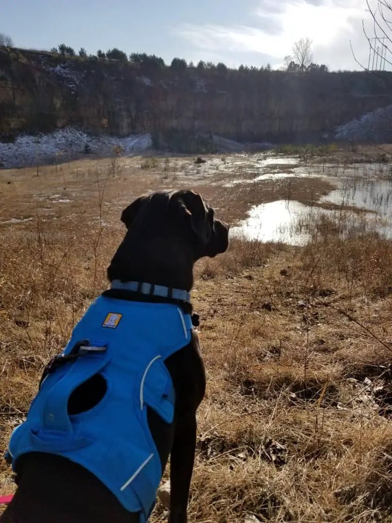 Ruffwear Webmaster Harness Review Pawsitively Intrepid