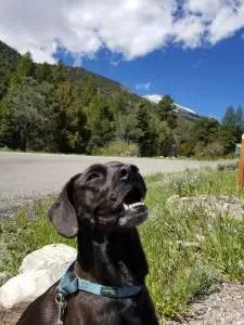 are dogs allowed in great basin national park