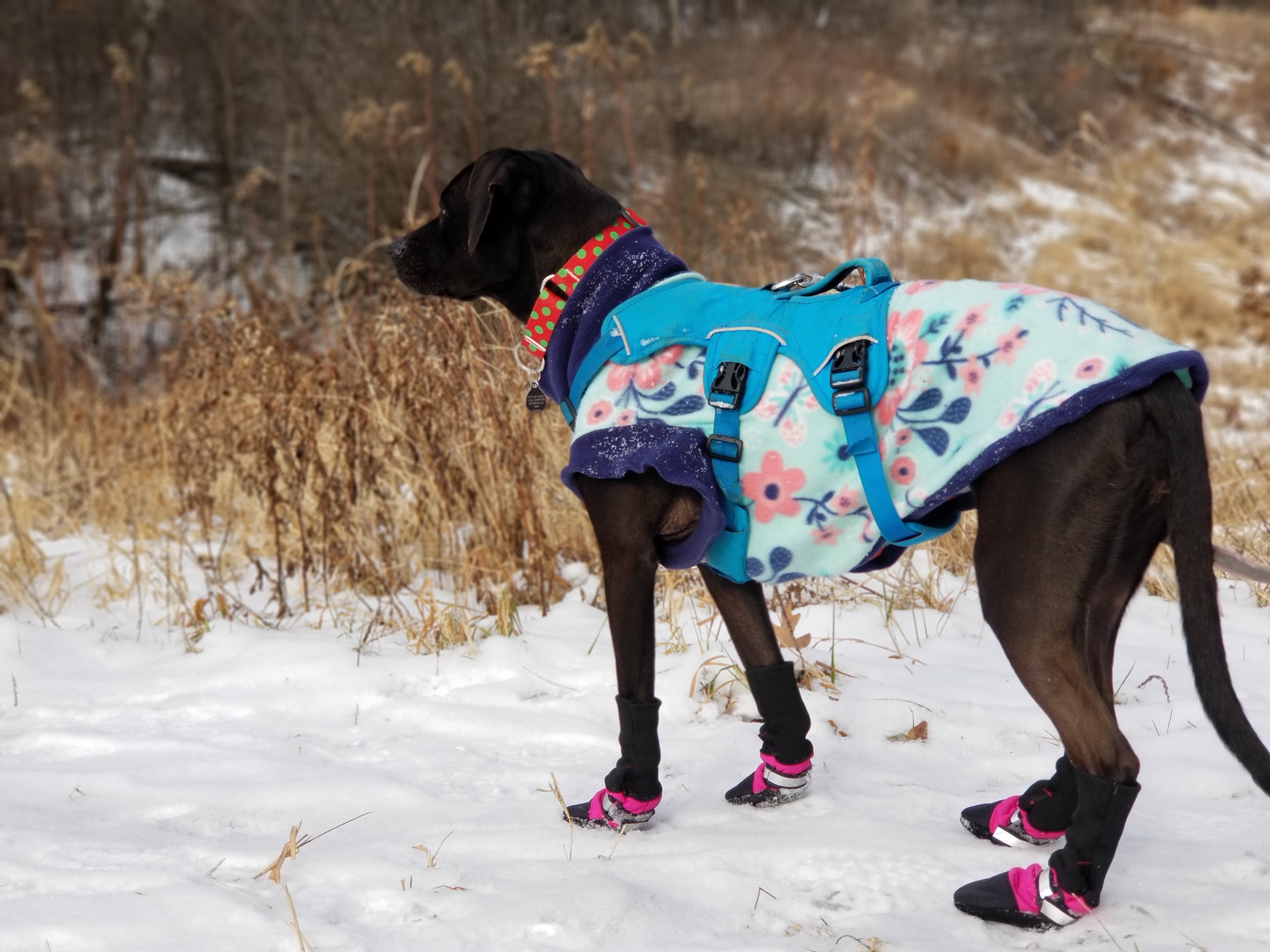 Muttluks Fleece Lined Dog Boots Review The Boot That Works