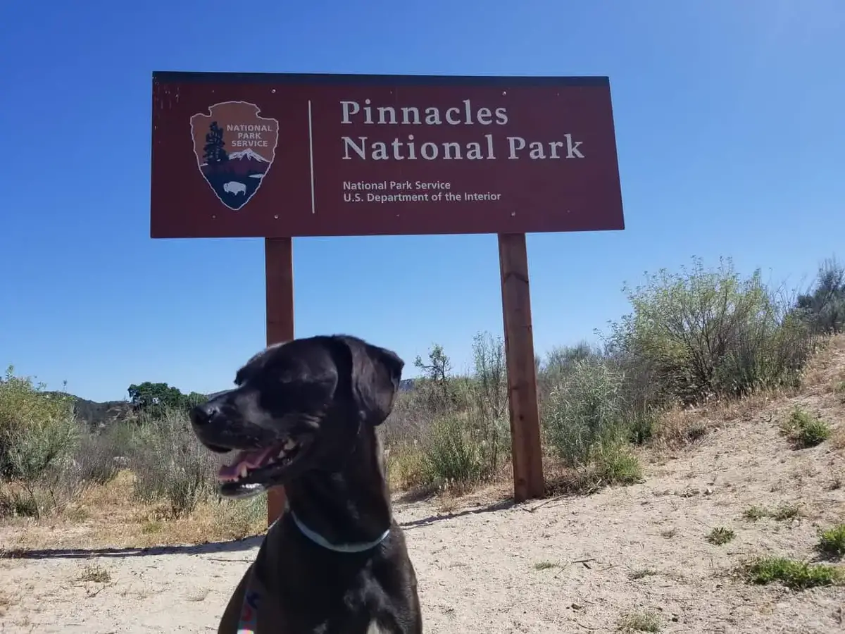 are dogs allowed in pinnacles national park