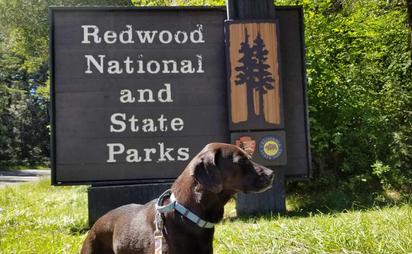 are dogs allowed in redwood national park