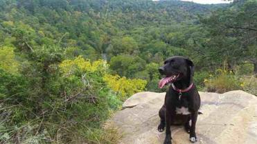 are dogs allowed in mn state parks