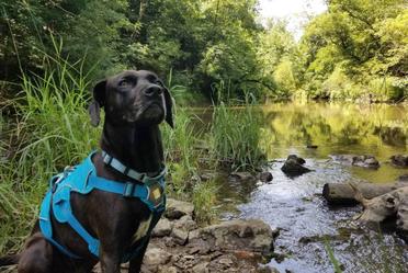 are dogs allowed in mn state parks