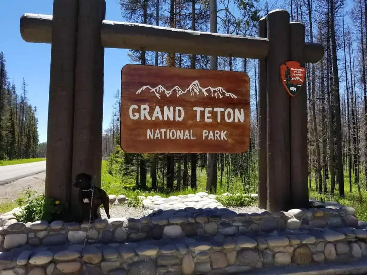 are dogs allowed in grand teton national park