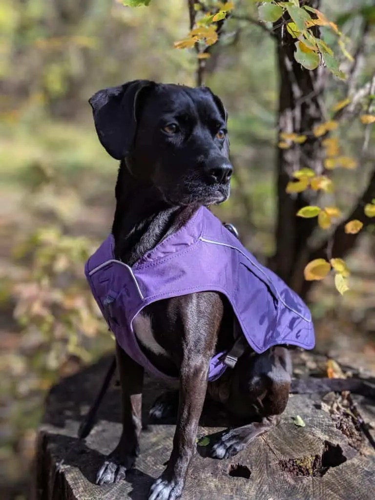 The Ruffwear Overcoat Fuse a unique jacket and harness