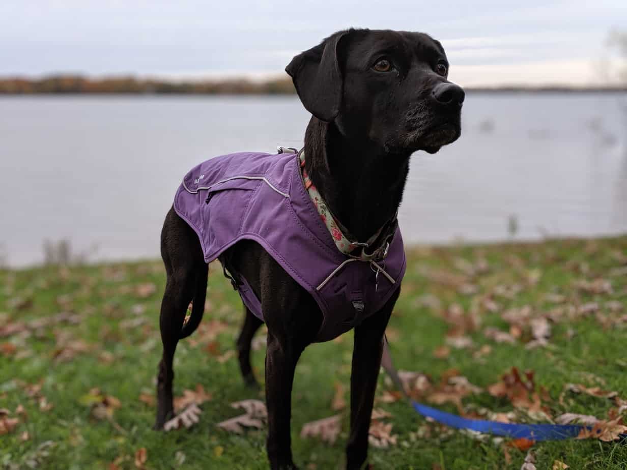 The Ruffwear Overcoat Fuse a unique jacket and harness