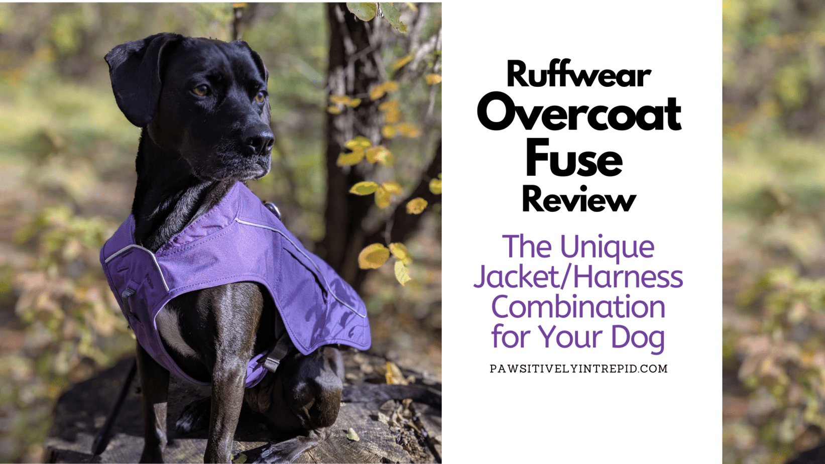 ruffwear coat harness