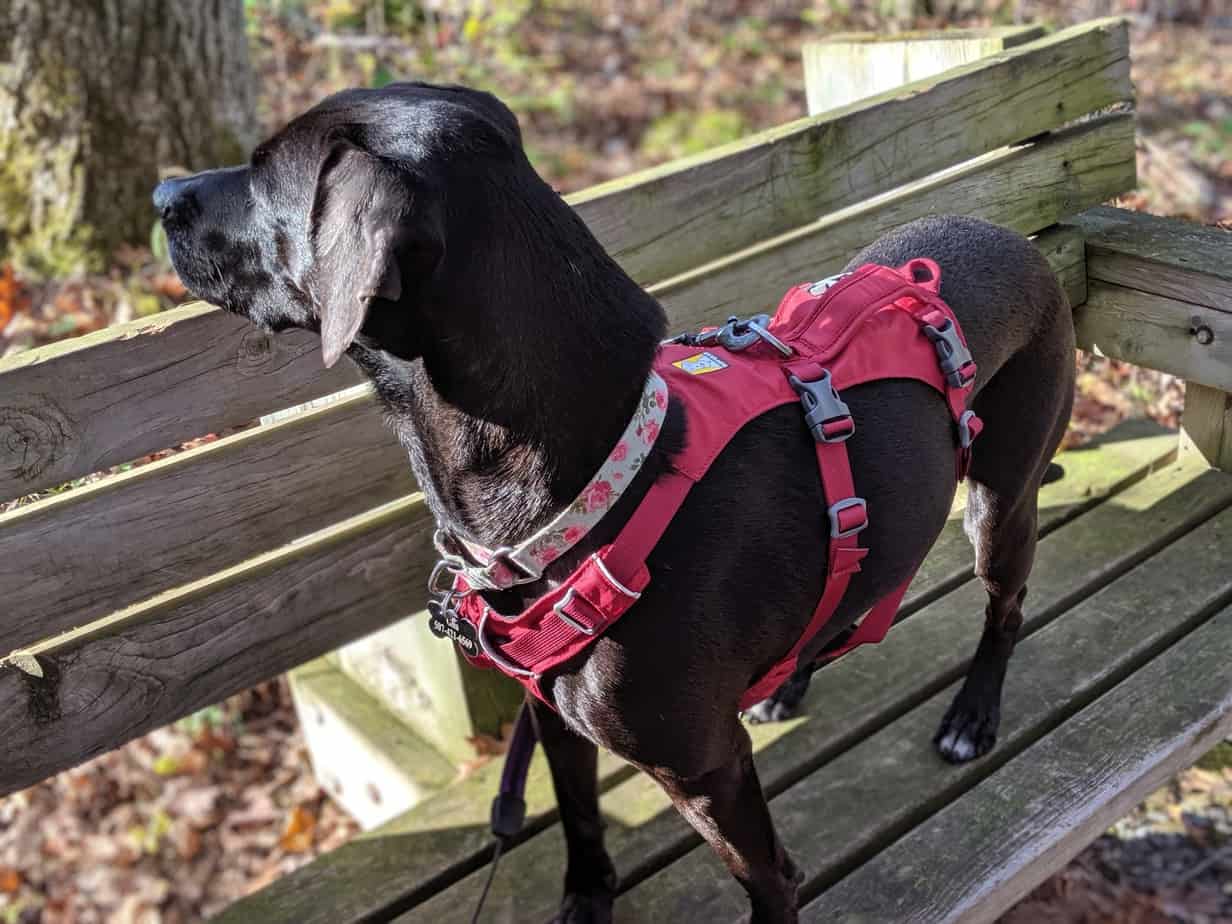 Ruffwear Flagline Harness Review and how it compares to the