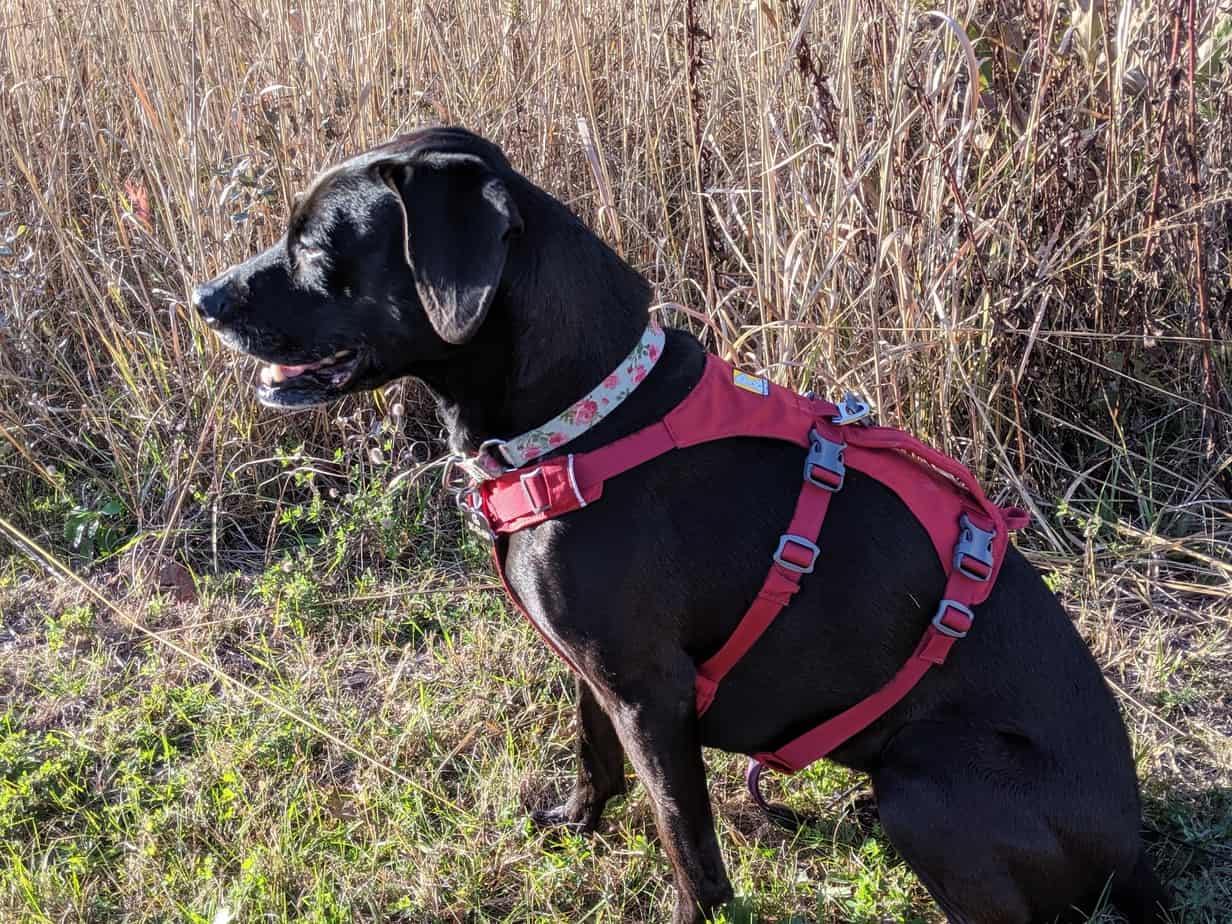 Ruffwear Flagline Harness Review and how it compares to the