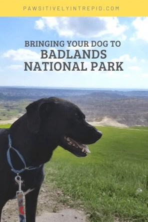 does badlands national park allow dogs