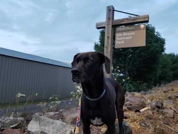 are dogs allowed at island lake state park