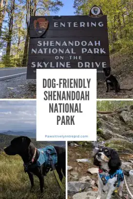 Shenandoah National Park Dog Friendly Appalachian Mountain Trails