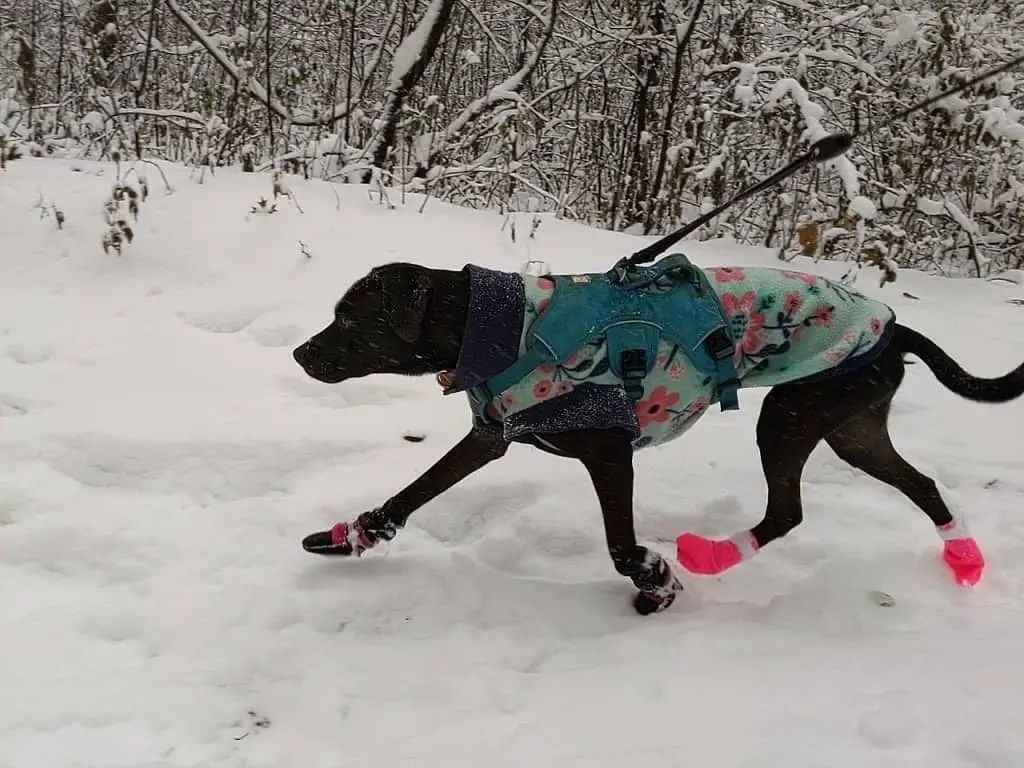 Cordura dog booties clearance