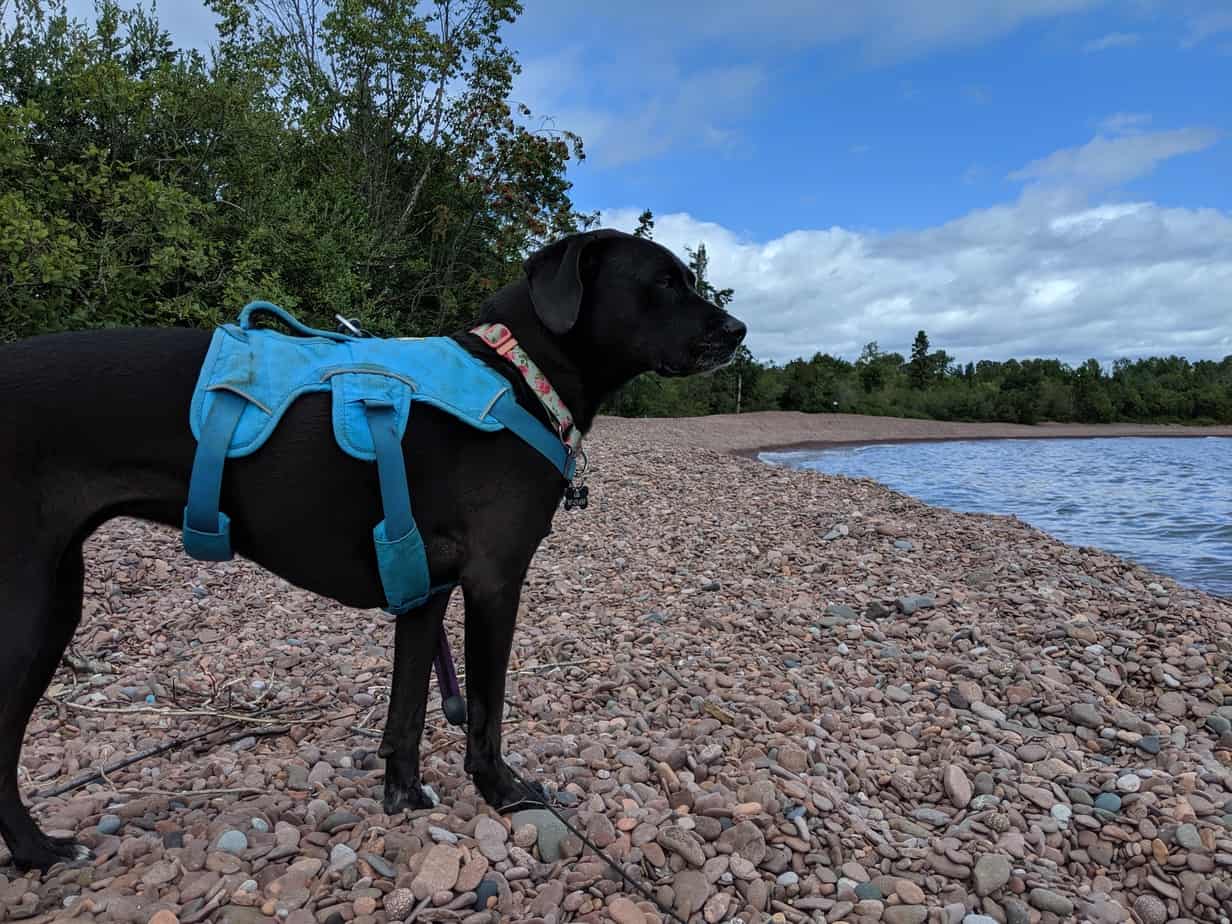 Ruffwear s Flagline Harness vs. the Web Master Harness which