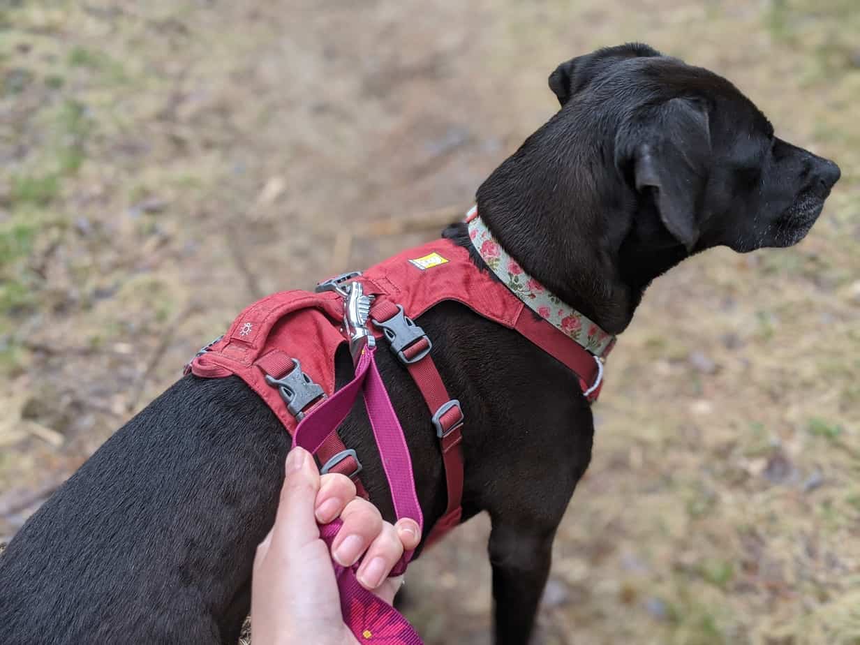 Ruffwear s Flat Out Leash Sturdy and Versatile Pawsitively Intrepid