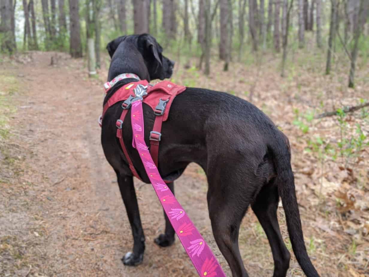 Ruffwear s Flat Out Leash Sturdy and Versatile Pawsitively Intrepid