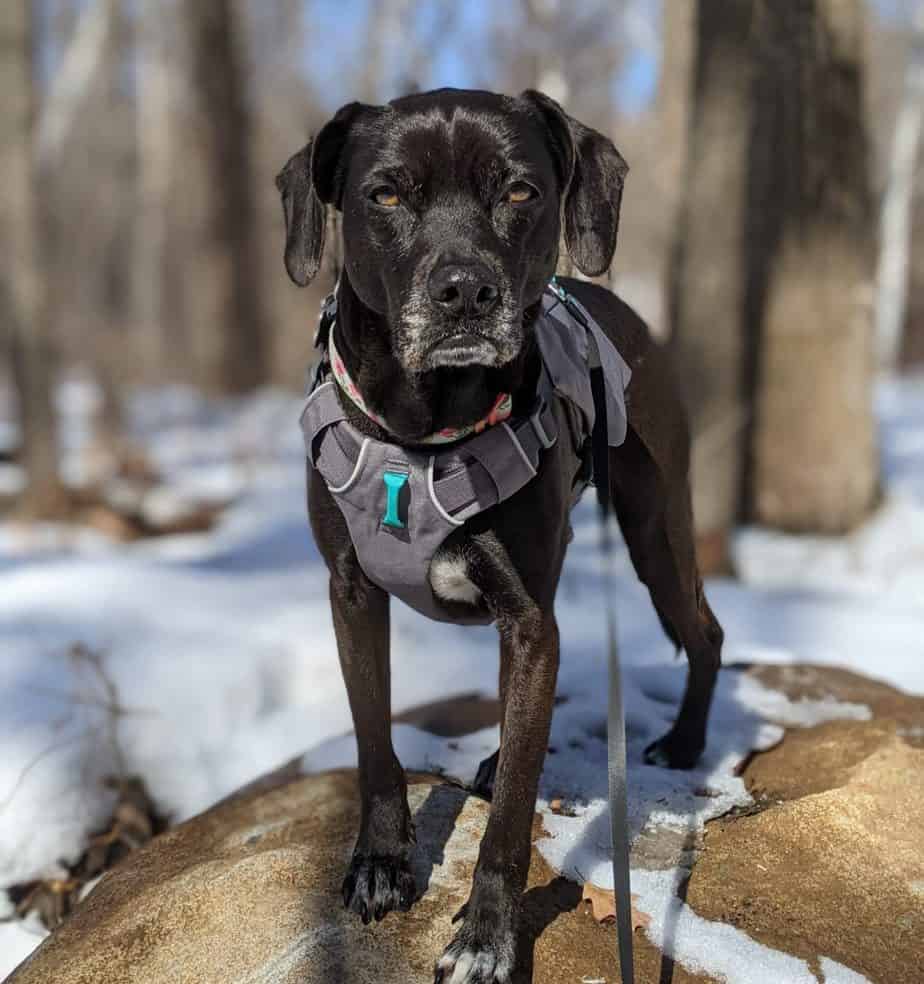 Ruffwear Switchbak Harness The Dog Harness with Pockets