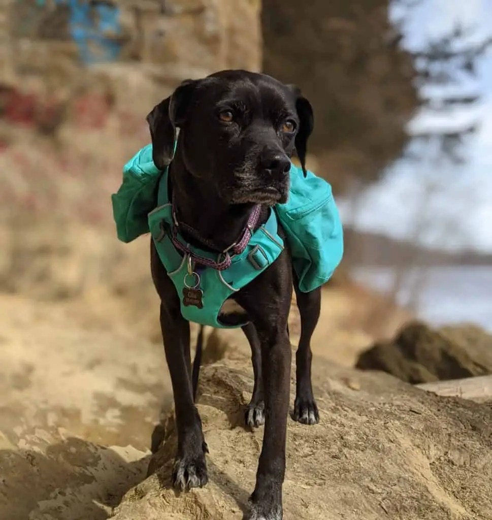 ruffwear front range