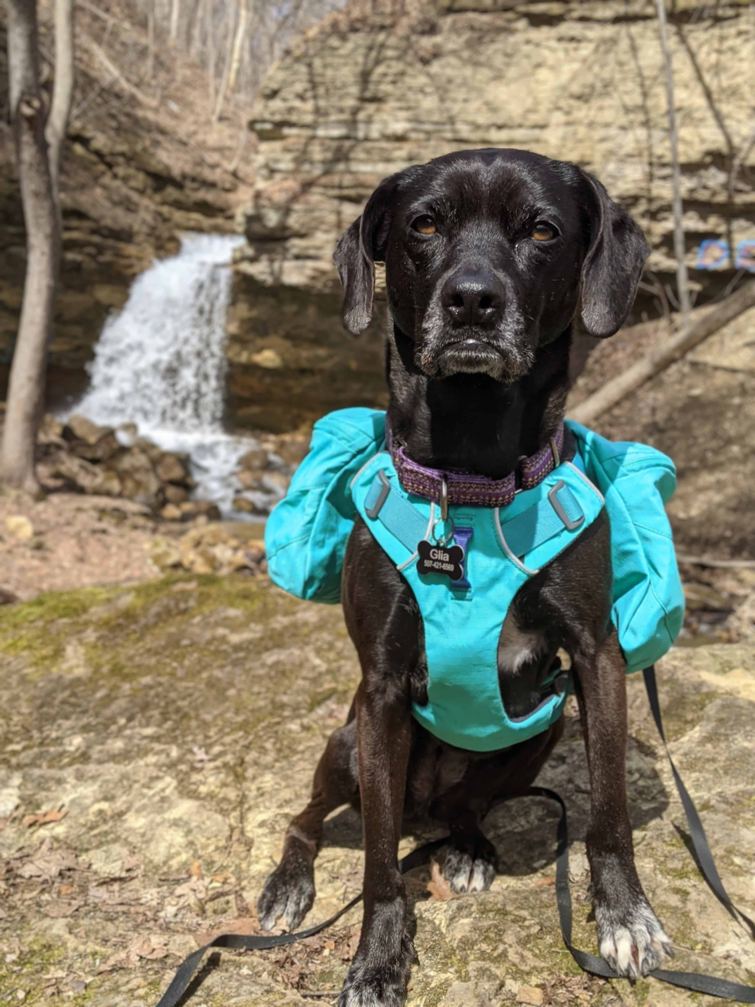 Ruffwear Front Range Day Pack Review Pawsitively Intrepid