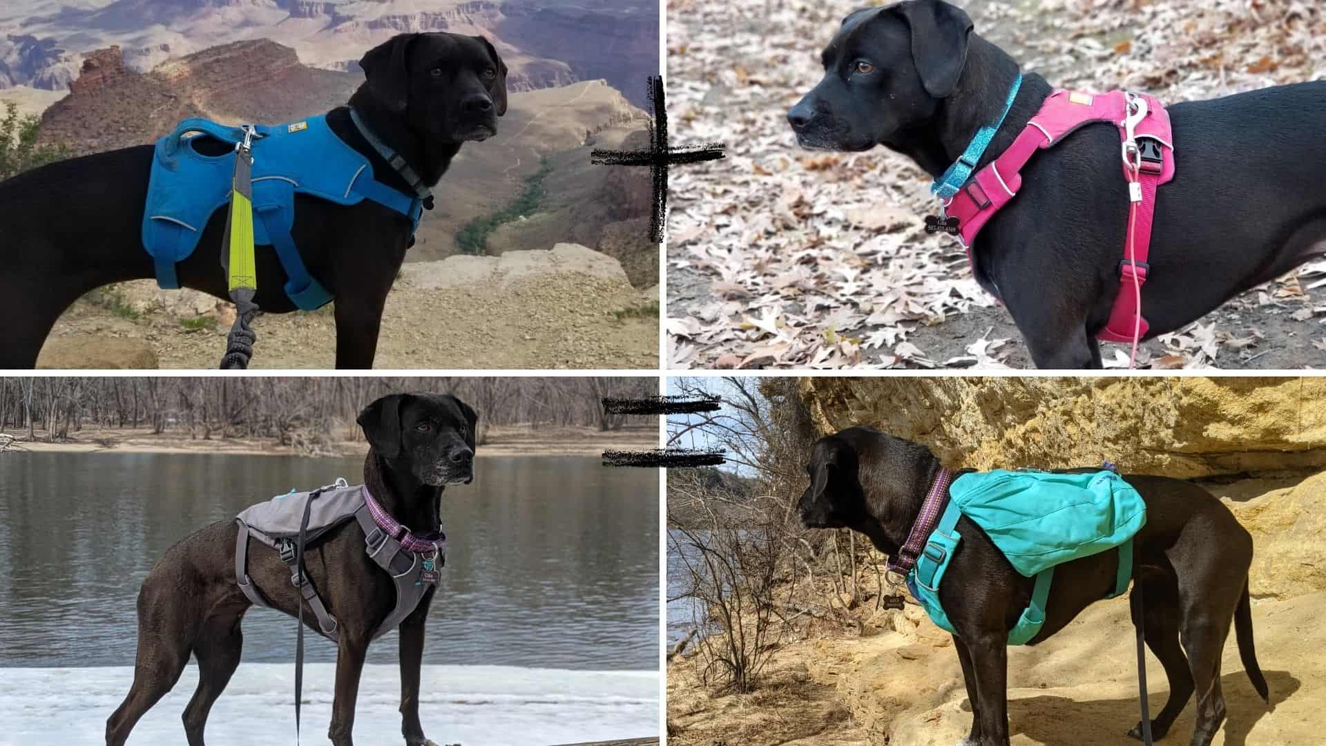 Ruffwear Front Range Day Pack Review Pawsitively Intrepid