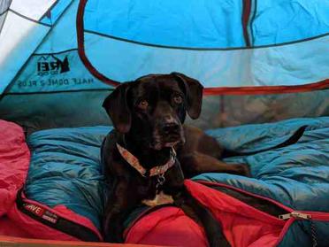 can dogs sleep in a tent