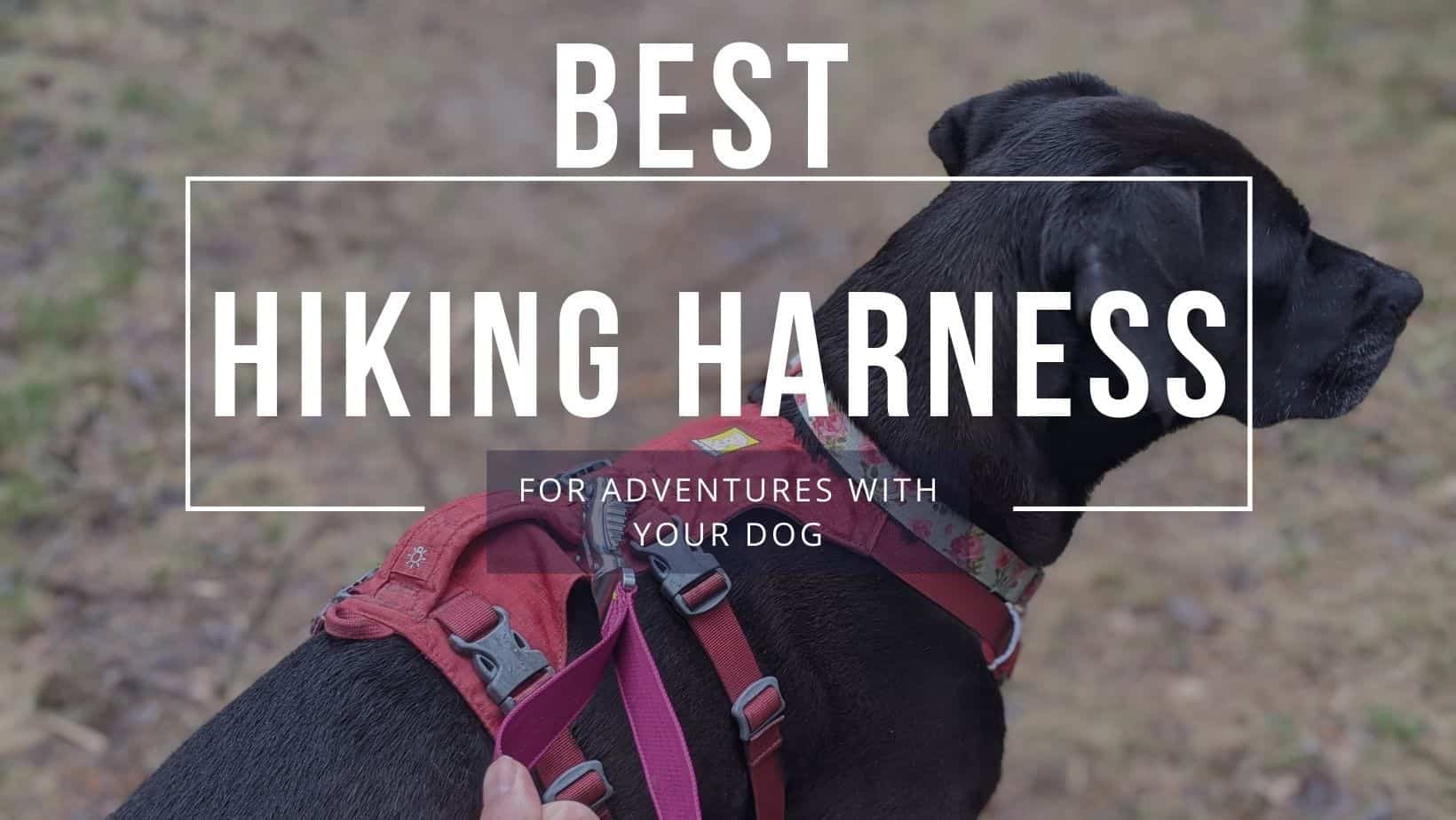 Best adventure dog harness best sale