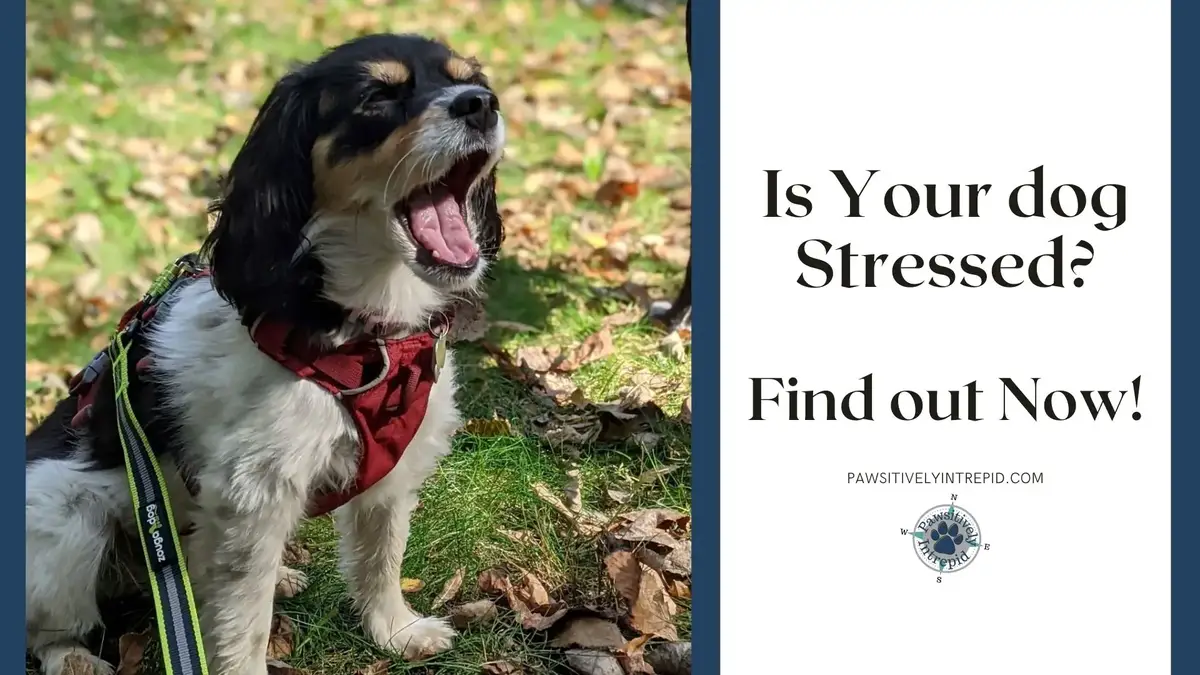 how do you tell if your dog is stressed