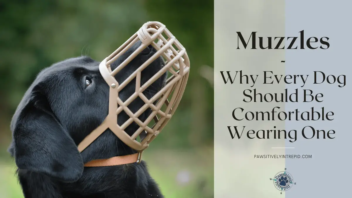 Muzzles Why Every Dog Should Be Comfortable Wearing One