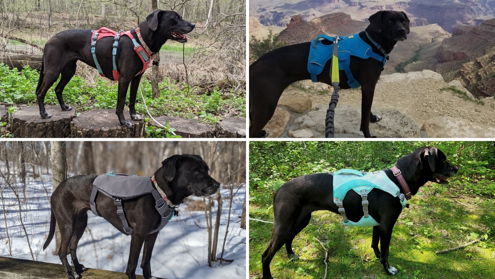 Ruffwear Swamp Cooler Dog Cooling Harness Review Pawsitively