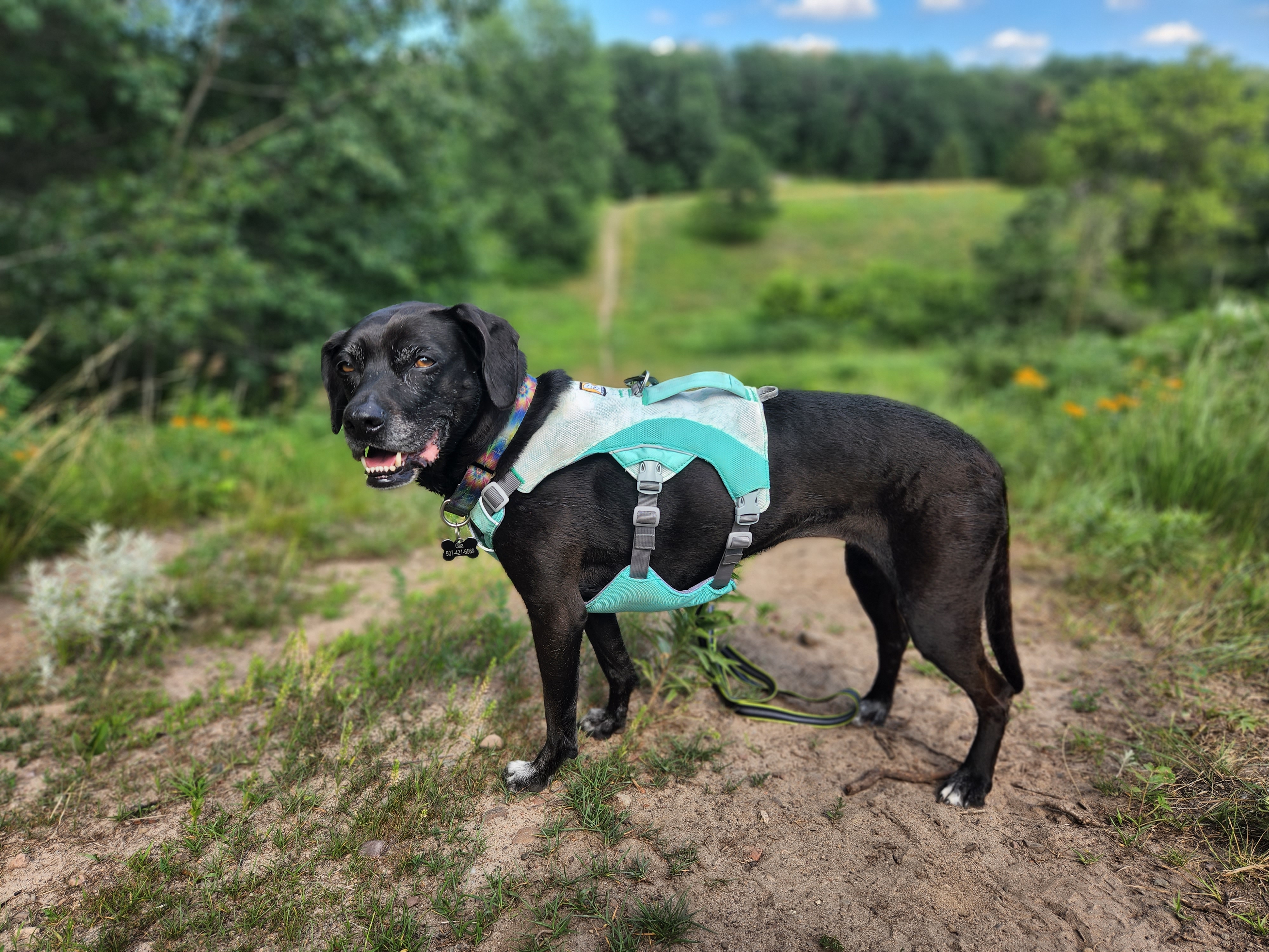 Ruffwear Swamp Cooler Dog Cooling Harness Review