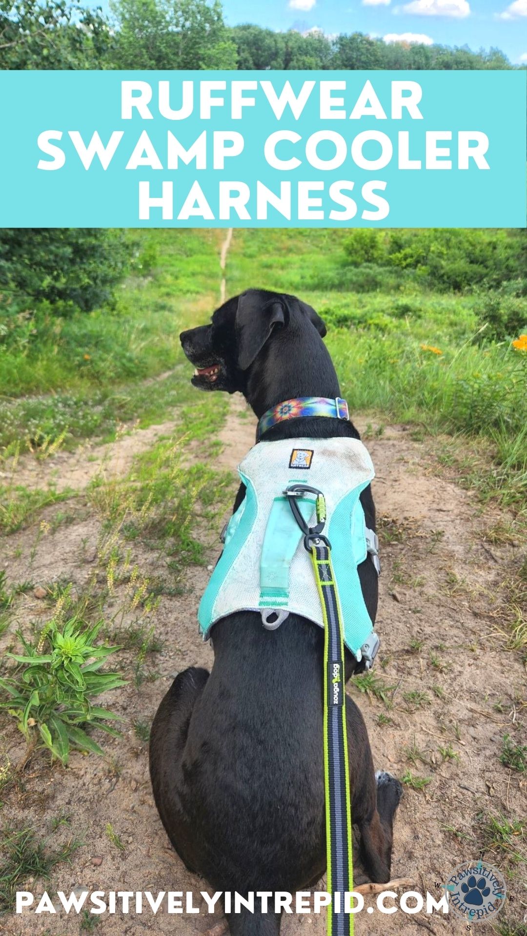 Ruffwear Swamp Cooler Dog Cooling Harness Review Pawsitively