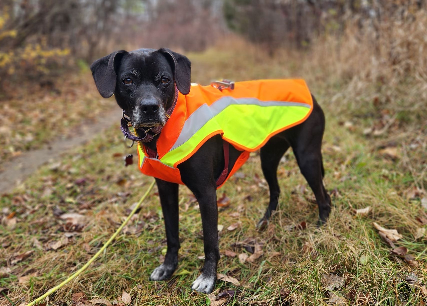 Stay Safe with Ruffwear s Lumenglow High Vis Dog Jacket