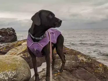 A Dog-friendly Winter Weekend At The North Shores Mn State Parks - Pawsitively Intrepid