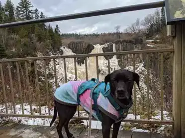 A Dog-friendly Winter Weekend At The North Shores Mn State Parks - Pawsitively Intrepid