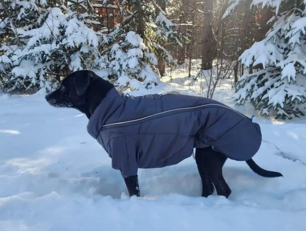 Ruffwear Furness Jacket Review Pawsitively Intrepid