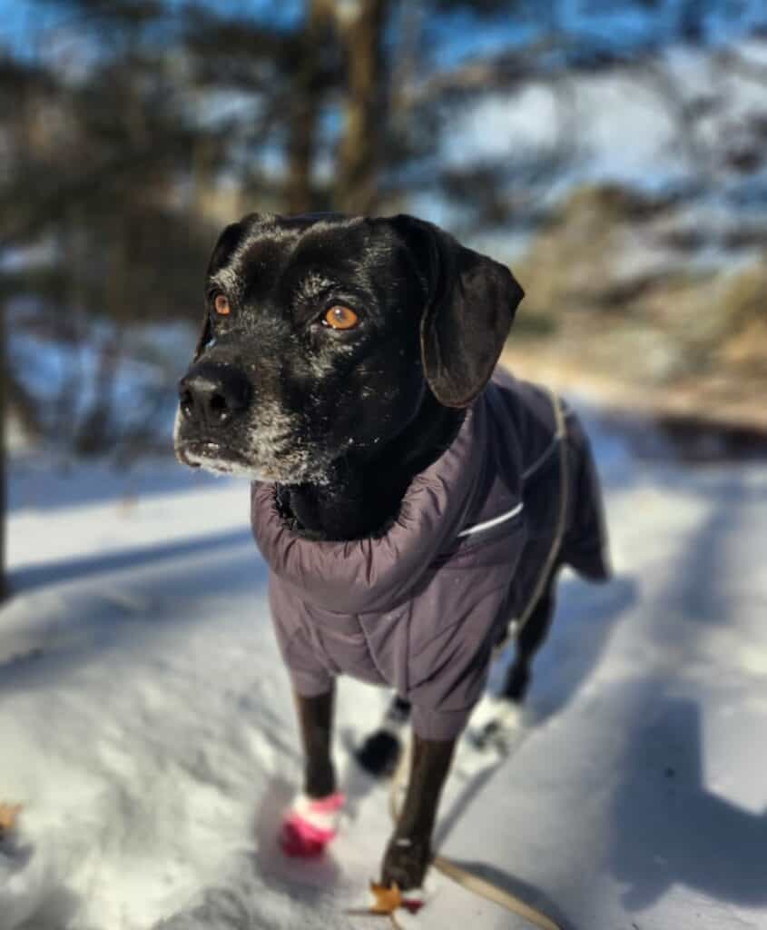 Ruffwear Furness Jacket Review Pawsitively Intrepid