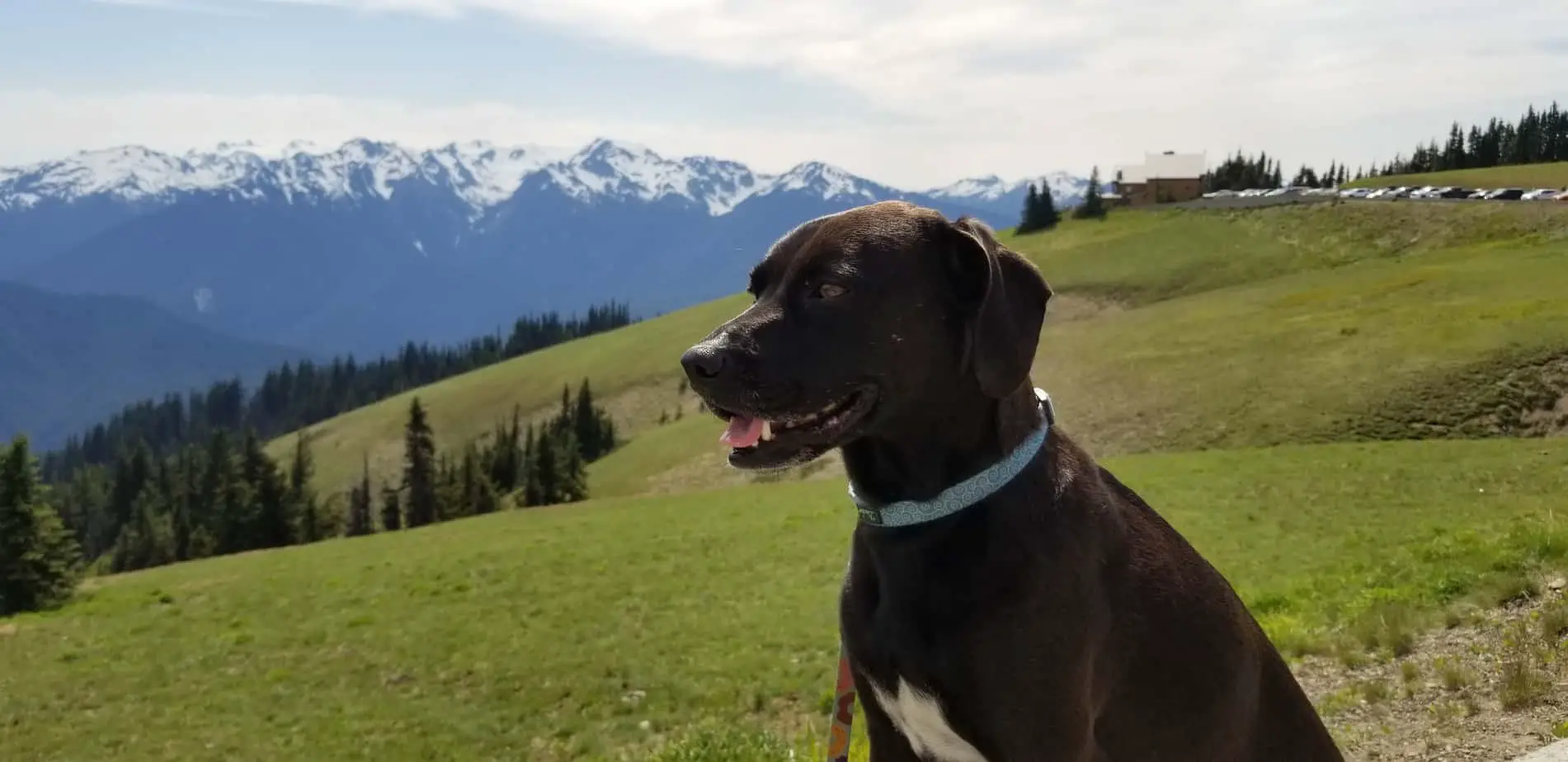 can you drive through a national park with a dog