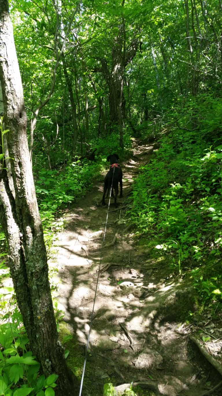 5 Best Dog-Friendly Hiking Trails in La Crosse, WI - Pawsitively Intrepid