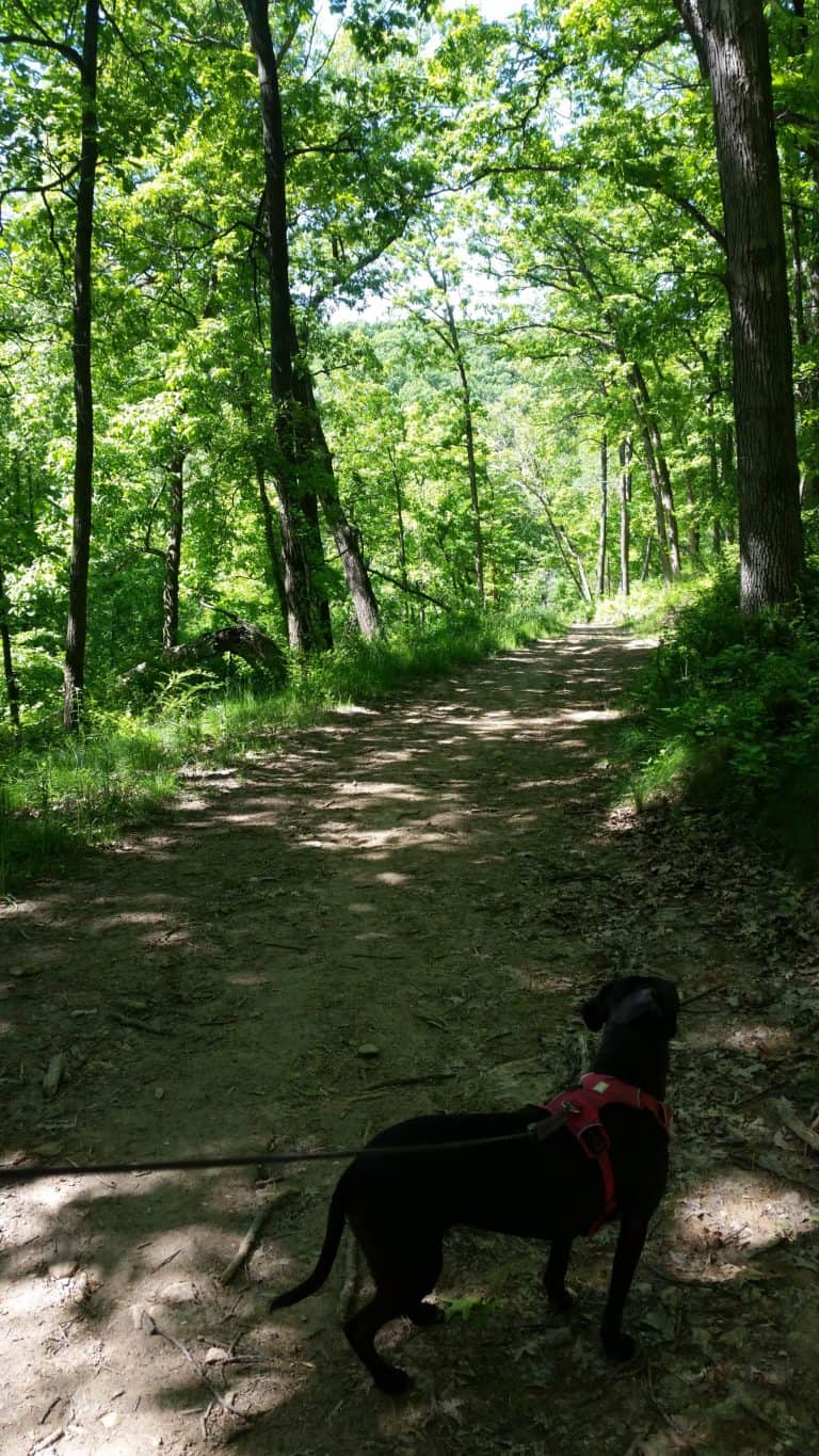 5 Best DogFriendly Hiking Trails in La Crosse, WI Pawsitively Intrepid