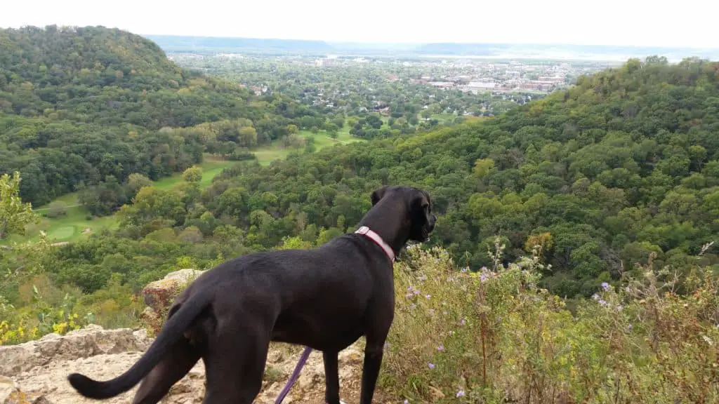 Hixon Forest The Gem of La Crosse, WI Hiking Pawsitively Intrepid