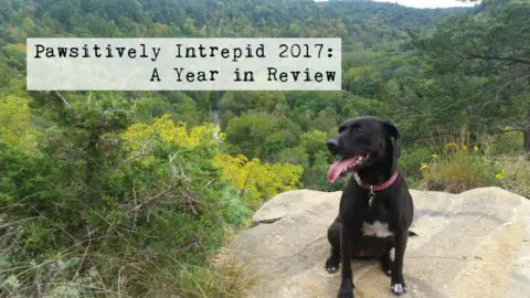 Pawsitively Intrepid 2017 - Glia hiking at Whitewater