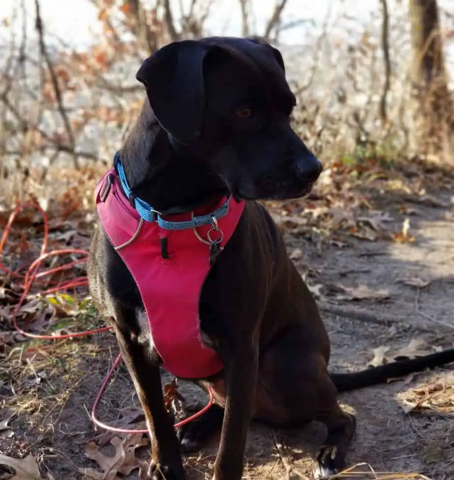 ruffwear harness purple