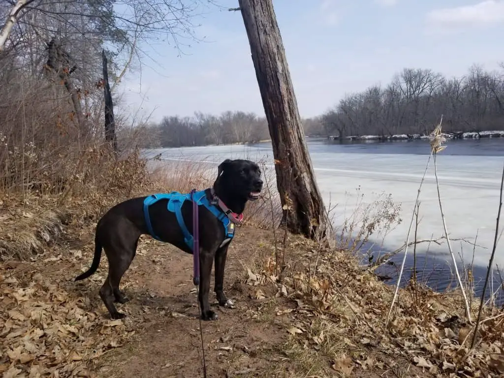 5 Dog-Friendly MN State Park Hikes along the St. Croix River ...