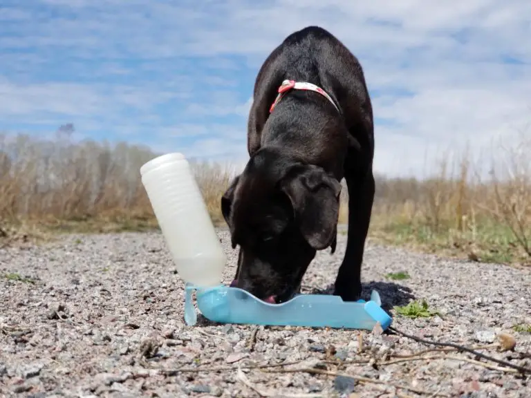 5 Useful Styles of Dog Hiking Water Bowls Pawsitively Intrepid