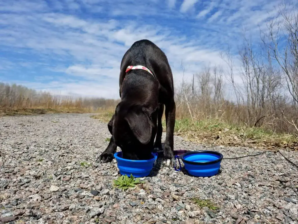 5 Useful Styles of Dog Hiking Water Bowls Pawsitively Intrepid