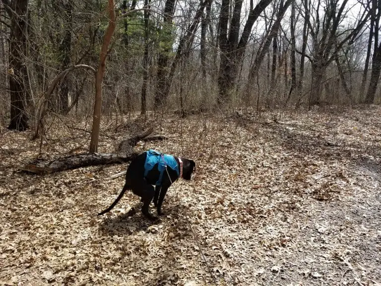 7 Creative Ways to Deal with Your Dog's Poop While Hiking Pawsitively