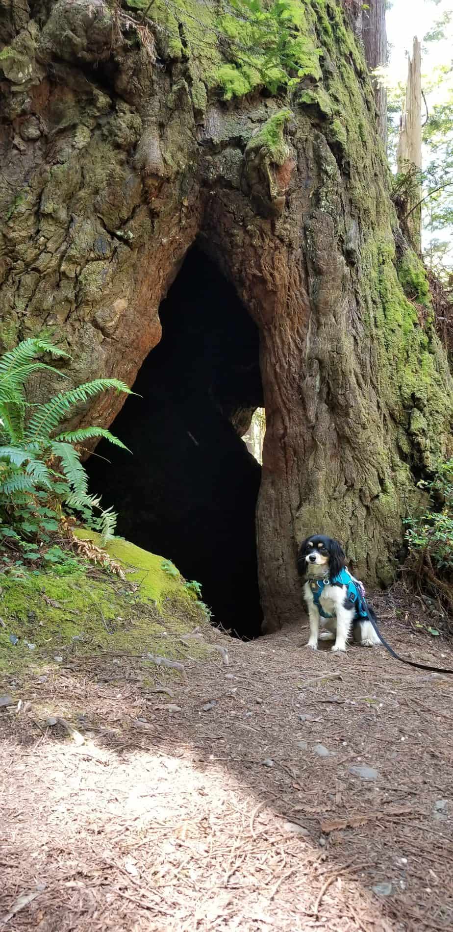 Redwood National And State Parks - Pawsitively Intrepid