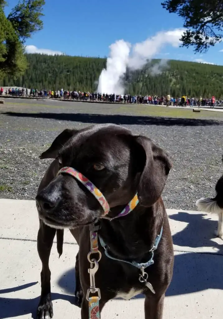 Visiting Yellowstone National Park with Dogs Pawsitively Intrepid