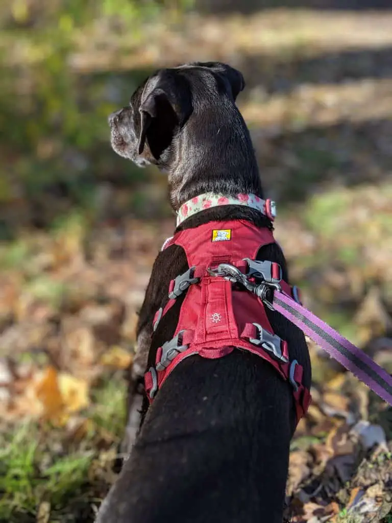 ruffwear-flagline-harness-review-and-how-it-compares-to-the-webmaster