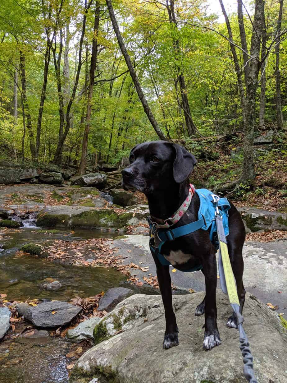 Shenandoah National Park: Dog-Friendly Appalachian Mountain Trails ...